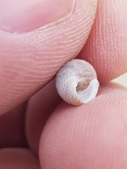 Calliostoma zizyphinum
