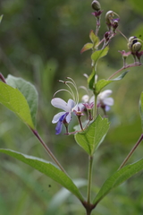 Rotheca myricoides