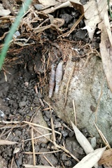 Probosciphaedusa mulini