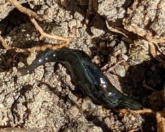 Kontikia ventrolineata