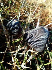 Coprinus spadiceisporus