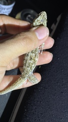 Phyllodactylus muralis