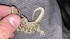 Phyllodactylus muralis