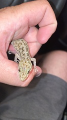 Phyllodactylus muralis