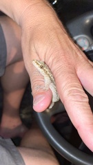 Phyllodactylus muralis