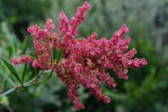 Rumex usambarensis