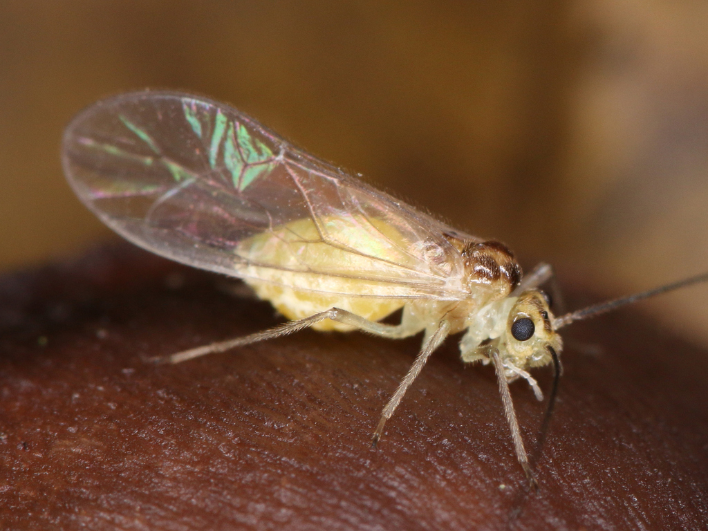 Stenopsocus immaculatus, photo 1 of 10