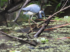 Egretta tricolor image