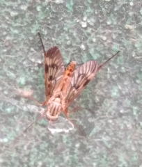Rhagio atlanticus