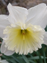 Narcisseae