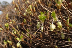 Enkianthus perulatus