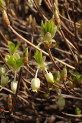 Enkianthus perulatus
