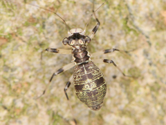Psocodea