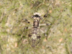 Psocodea