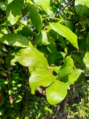 Ixoroideae
