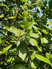 Ixoroideae