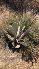 Opuntia basilaris
