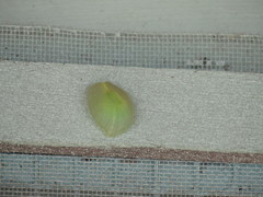 Gaeotis nigrolineata