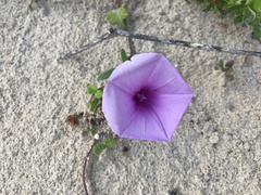 Ipomoea ficifolia