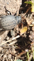 Pimelia chrysomeloides