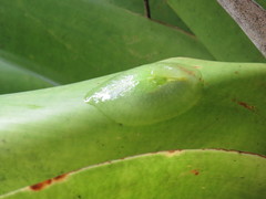 Gaeotis nigrolineata