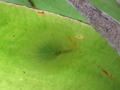 Gaeotis nigrolineata