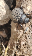 Pimelia chrysomeloides