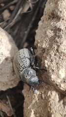 Pimelia chrysomeloides