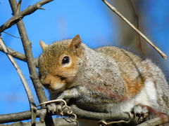 Sciurus carolinensis