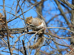 Sciurus carolinensis