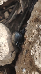 Pimelia chrysomeloides