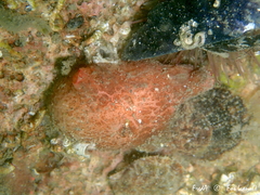 Microcosmus polymorphus