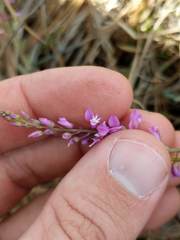 Polygala crenata