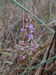 Polygala crenata