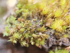 Bryum ruderale