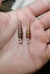 Probosciphaedusa mulini