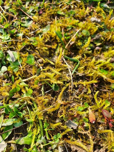 Image of Brachythecium mildeanum by no rights reserved