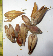 Blepharis petalidioides