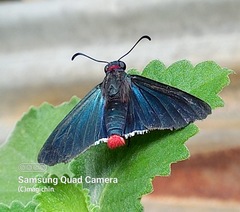 Mysoria barcastus