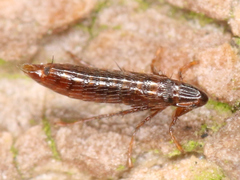 Siphonaptera