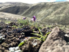 Viola trinervata