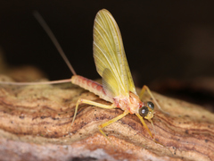 Ephemeroptera