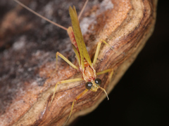 Ephemeroptera