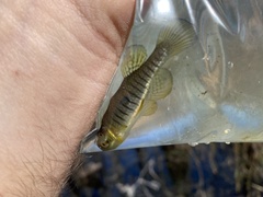 Fundulus lineolatus