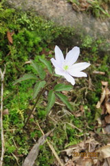 Anemonoides trifolia albida
