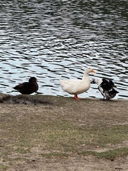 Anas platyrhynchos domesticus