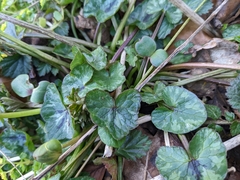 Ficaria verna