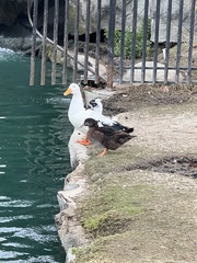 Anas platyrhynchos domesticus