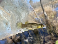 Fundulus lineolatus