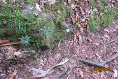 Anemonoides trifolia albida